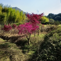 红花继木老桩