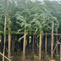 柳树3-18分，基地直销，一手货源，大量低价出售