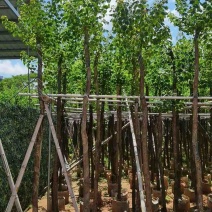 乌桕5-15分，基地直销，一手货源，大量低价出售，欢迎选购
