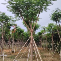 凤凰木骨架10-40分，基地直销，一手货源，大量低价出售