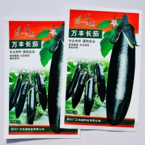 龙盛青甜茄子种子绿色灯泡茄子种子果肉淡绿色杂交茄子种籽基地用
