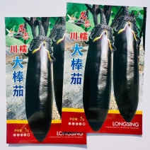 川糯大棒茄子种子早熟粗棒顺直油黑亮绿黑茄子种籽果肉淡绿烧烤茄