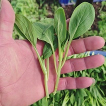 鸡毛菜！