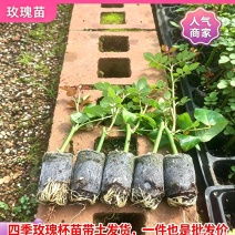 四季玫瑰杯苗带土发货成活率高四季开花月季苗玫瑰苗大花苗