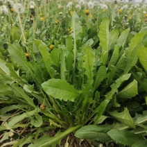 鲜蒲公英大量可供