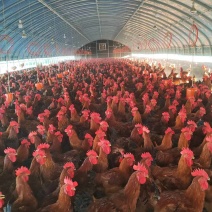 《九斤红》肉鸡陕西大型养殖基地直发溜达鸡走地鸡量大从优