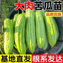 嫁接苦瓜苗油苦瓜苗各类苦瓜苗嫁接油苦瓜苗