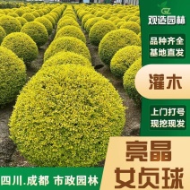 亮晶女贞球花境植物地景花卉花园造景造型树苗棒棒糖金叶女贞
