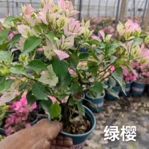 绿樱彩色三角梅基地直发重瓣新品种杯苗粗杆盆栽造型三角梅