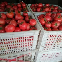 农户自己种植自然成熟