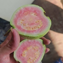 果园直供芭乐，全套打包装车流程实拍