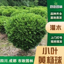 小叶黄杨球树苗四川园林绿化工程庭院别墅耐寒篱笆独杆黄杨冬