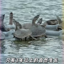 【精品】龚老汉甲鱼1.5斤母鳖活体生态养殖家庭食补