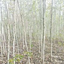 巨紫荆基地常年大量供应4~10公分的巨紫荆大量有现货