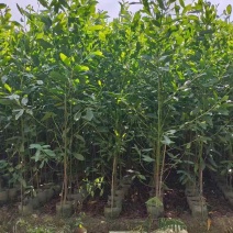 马占相思20-300高，1-5分，基地直销，一手货源各种规格