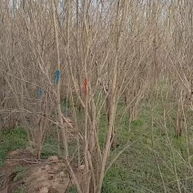 花石榴基地常年供应从生花石榴，独杆花石榴，果石榴欢迎咨询