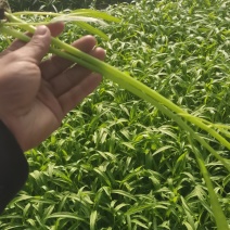 北京自产自销空心菜，每天稳定供应