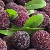 云南昭通市巧家老店镇荸荠杨梅