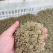 野生大眼幼体预售需要老板联系