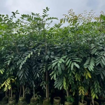 桃花心木1-3分，基地直销，一手货源，大量低价出售