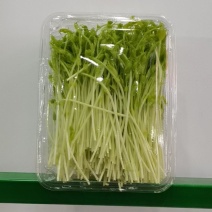 产地直供，特优豌豆芽，***。