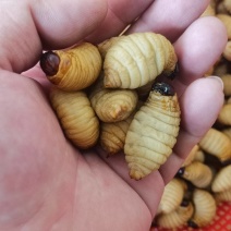 精品冻虫