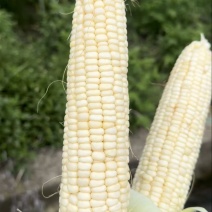 精品白糯玉米一手货源全国发货量大价优欢迎随时联系精品
