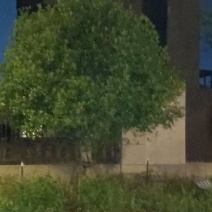 桂花