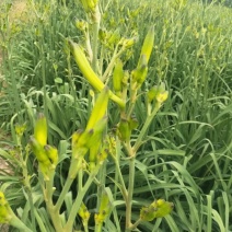 黄花菜即将上市欢迎新老客户前来选购