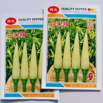 科火白米辣辣椒种子米黄色朝天椒特辣泡椒小米辣椒种籽浓辣蔬菜