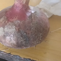 紫红皮洋葱