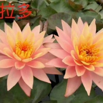 睡莲