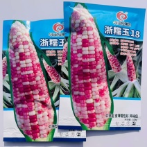 晓富浙糯玉18号玉米种子皮薄糯性好口感型花糯玉米种子香糯玉米