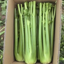 辽宁沈阳西芹大量上市