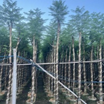 蓝花楹3-15分，截杠，骨架，基地直销，一手货源，大量出售