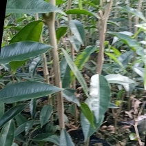 沉香底苗