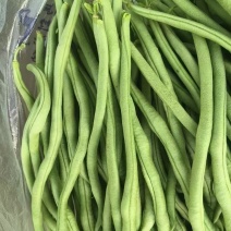 甘肃豆王大量上市，各市场大老们看货弄价