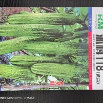 黄瓜种子沐科118号厂家直销价格优惠质量有保证规格齐全
