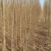 榆树基地大量供应白榆1~28公分的量大，常年供应量大