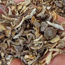 鹿茸菇大片碎菇电商货质量好价格低干净无土无沙无硫熏