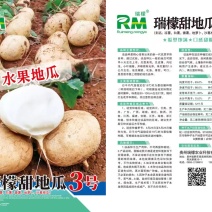 瑞檬甜瓜种子厂家直销，规格齐全，价格优惠，质量有保障