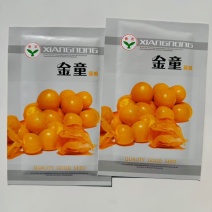 金童甜姑娘种子浆果黄菇娘种子皮薄肉厚甜度高四季播蔬菜水果种子