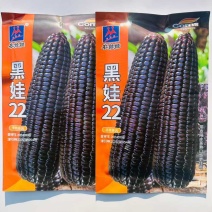 黑娃22非转基因黑糯玉米正宗甜糯黑玉米种子水果玉种子春季有机