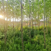 泡桐基地大量供应3~20公分的紫花泡桐量大