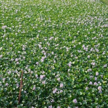特级水葫芦，凤眼莲，凤眼蓝，水芙蓉，种植基地