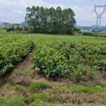 西瓜红芭乐树苗