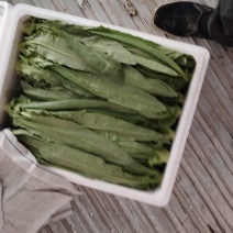 油麦菜