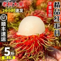 红毛丹[顺丰包邮]支持一件代发