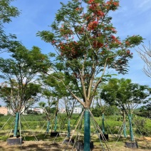 凤凰木全冠18-20公分。普宁苗木基地