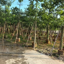 美丽异木棉，12-15-18公分。普宁苗木基地